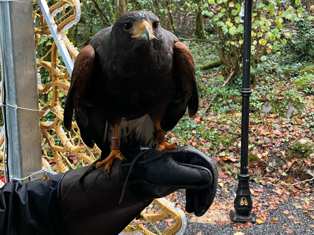 Burren Birds of Prey Centre-Ballyvaughan必去景点