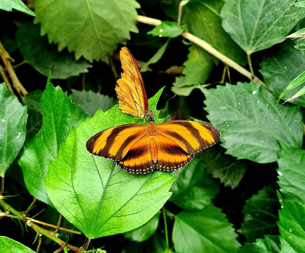 Butterfly Park Empuriabrava景点图片