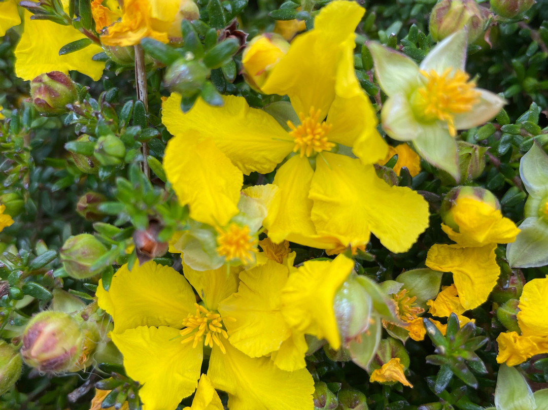 Kalorama War Memorial-Kalorama必去景点