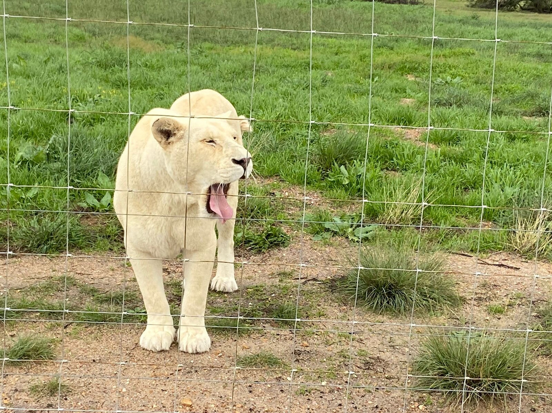 Drakenstein Lion Park-西开普必去景点
