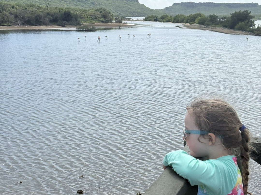 Flamingo Sanctuary Sint Willibrordus-Sint Willibrordus必去景点