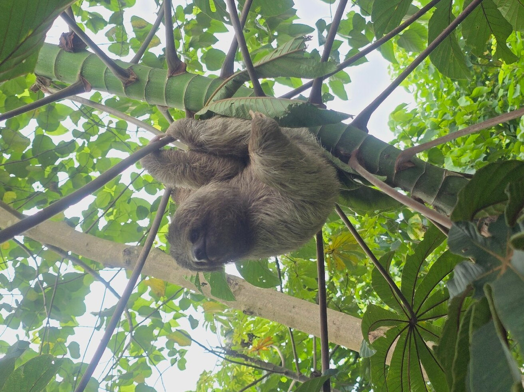 Sloths Paradise Rainforest景点图片