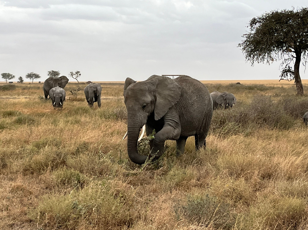 Evans Adventure Safaris-莫西必去景点