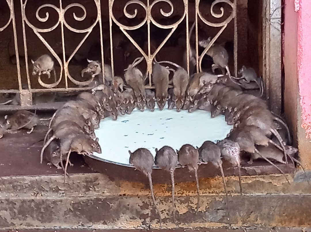 Karni Mata Temple-Deshnoke必去景点