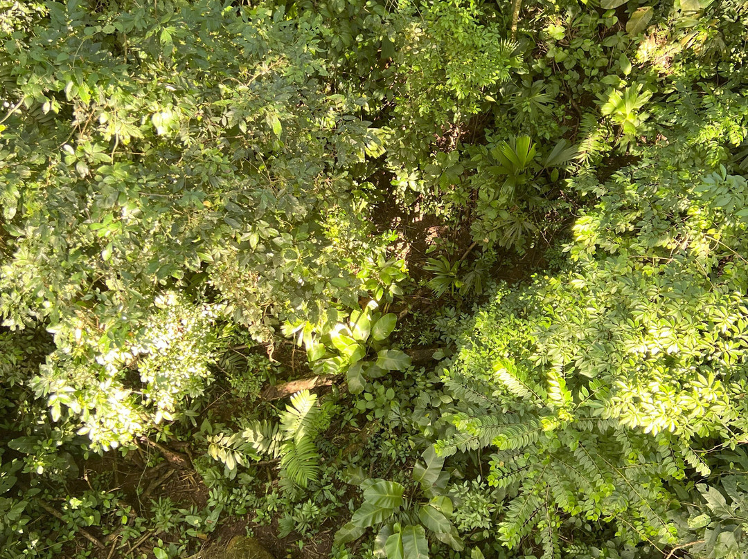 The Jungle Breeze景点图片