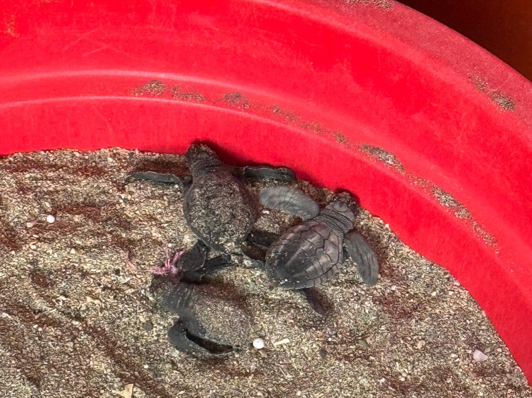 巴厘岛海龟协会-库塔必去景点