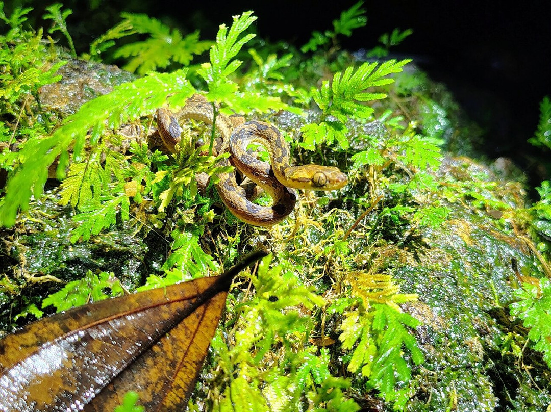 Jungle Night Walk景点图片