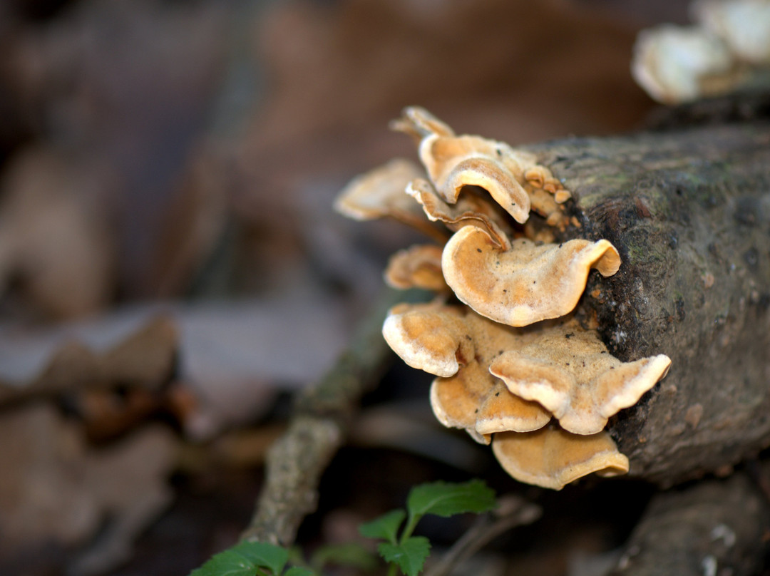 Bosco Chignolo-Triuggio必去景点