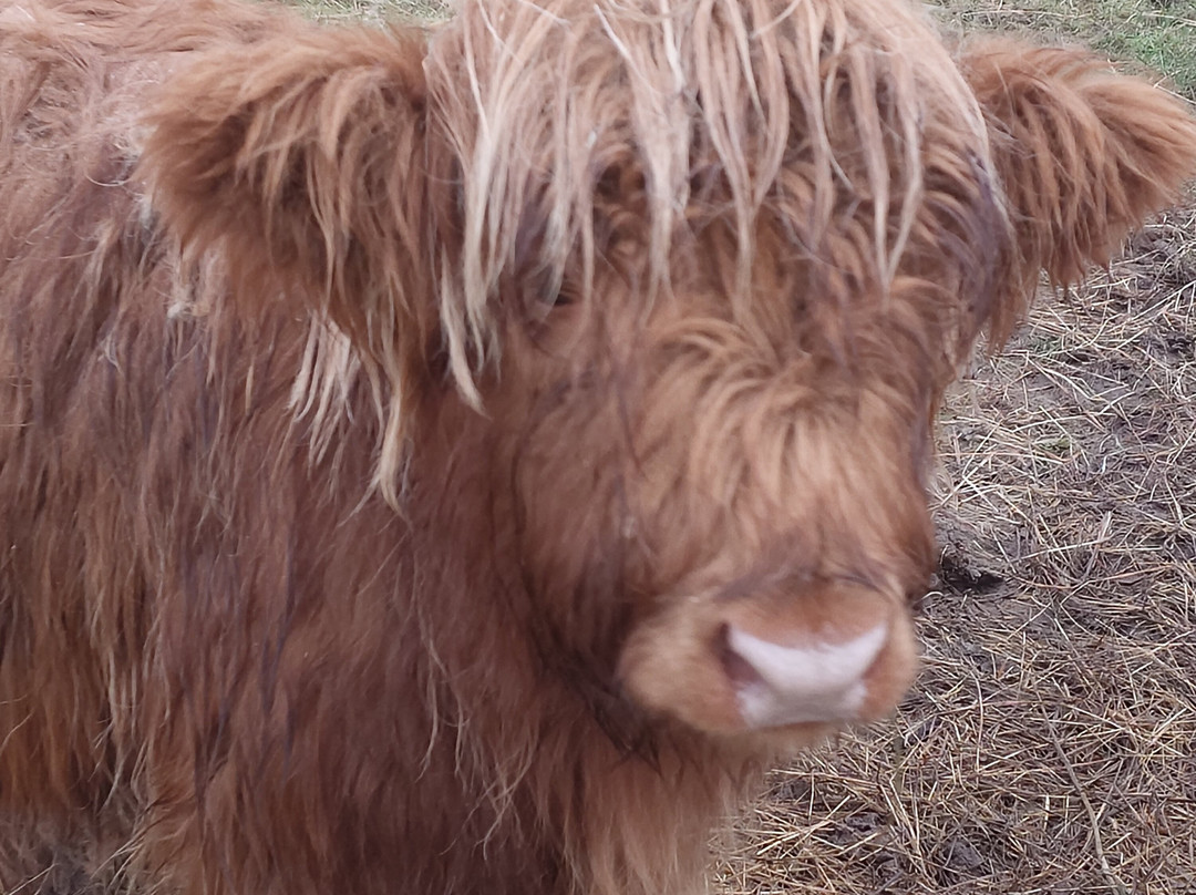 Blairmore Farm主图