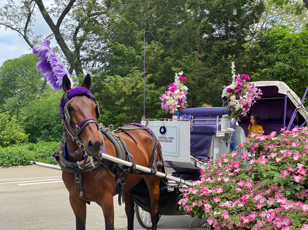 Nyc Central Park Horse Carriage Rides since 1858