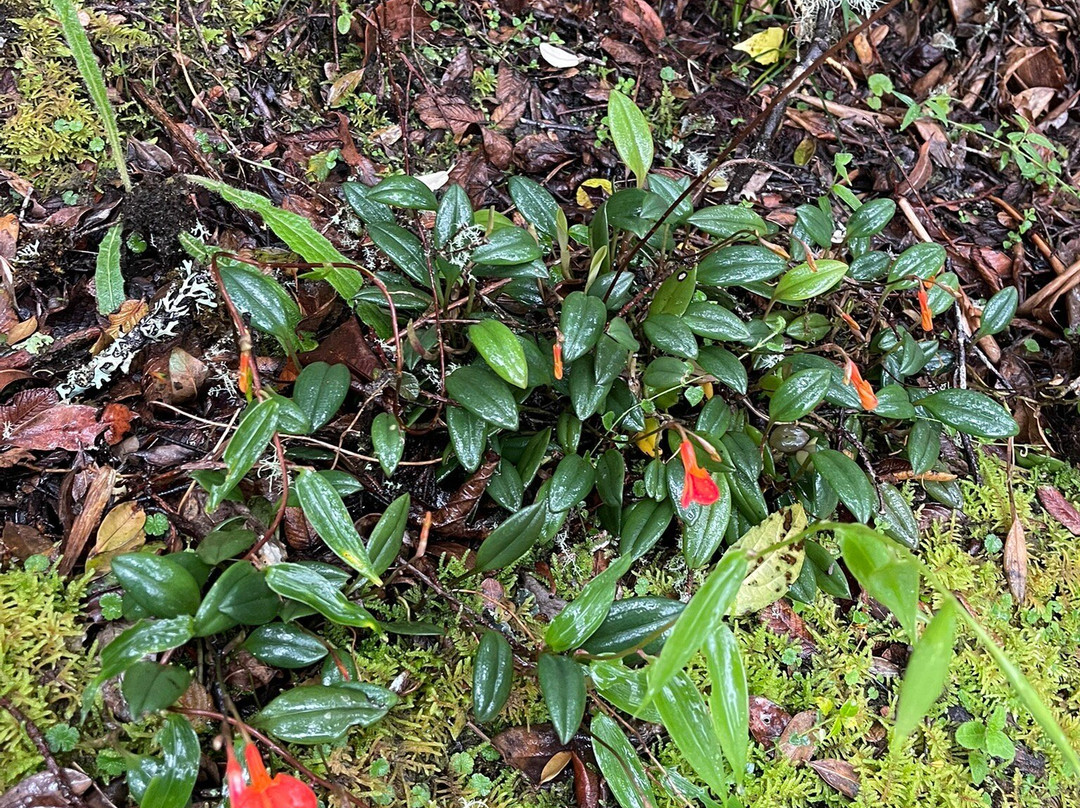 Parque Nacional Natural Puracé-Purace必去景点