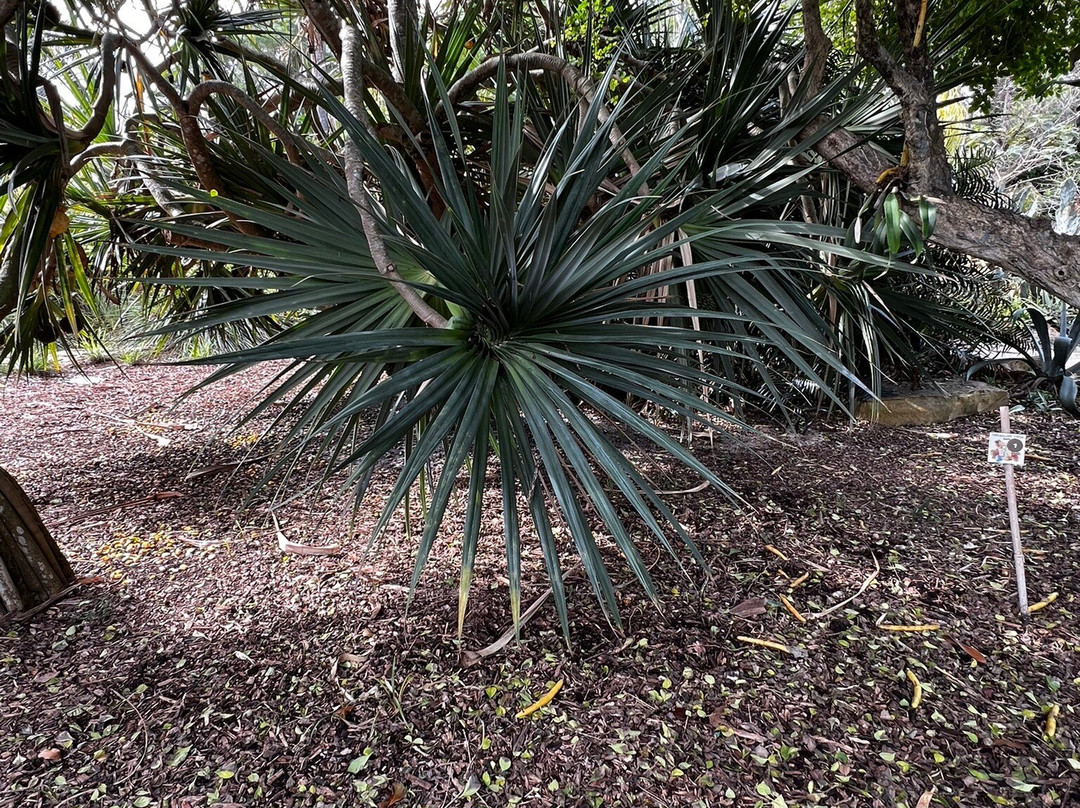 Mounts Botanical Garden景点图片