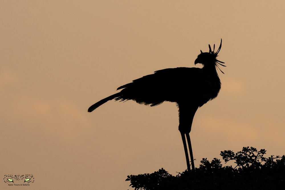 Apex Tours & Safaris-比勒陀利亚必去景点