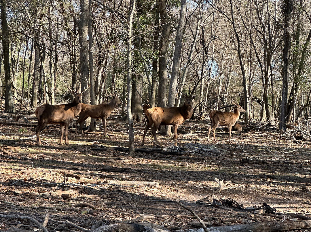 Independence Ranch Hog Hunting-Waelder必去景点