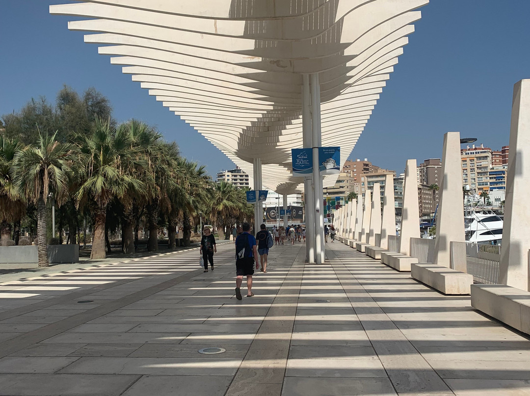 Palmeral de las Sorpresas景点图片