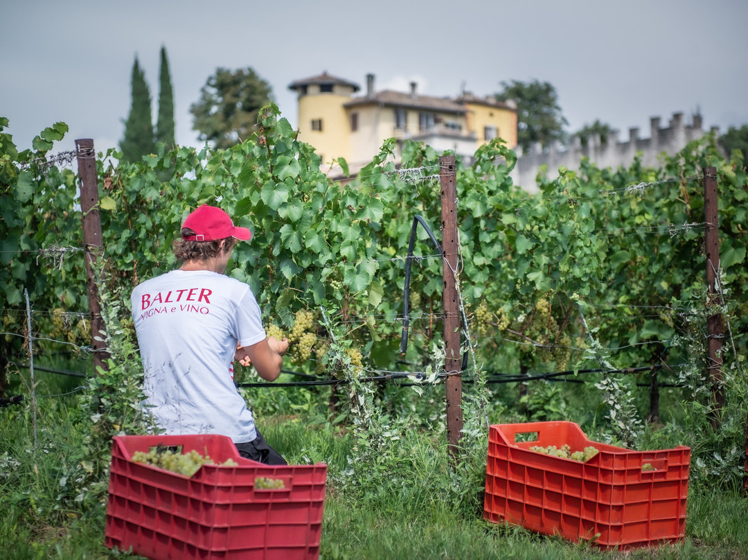 Azienda Agricola Balter景点图片