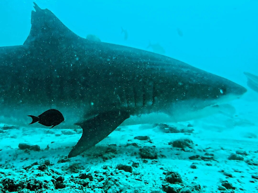 Scuba Shark Fuvahmulah景点图片
