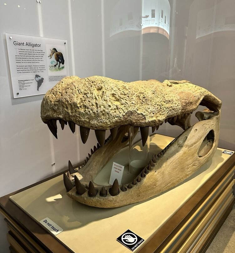 Raymond M. Alf Museum of Paleontology景点图片