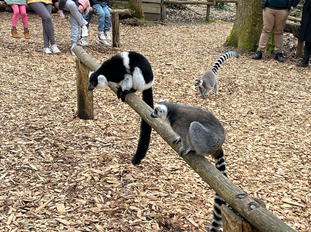 Zoo Cerza景点图片