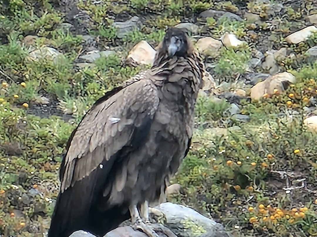 Parque Nacional Villarrica-普孔必去景点