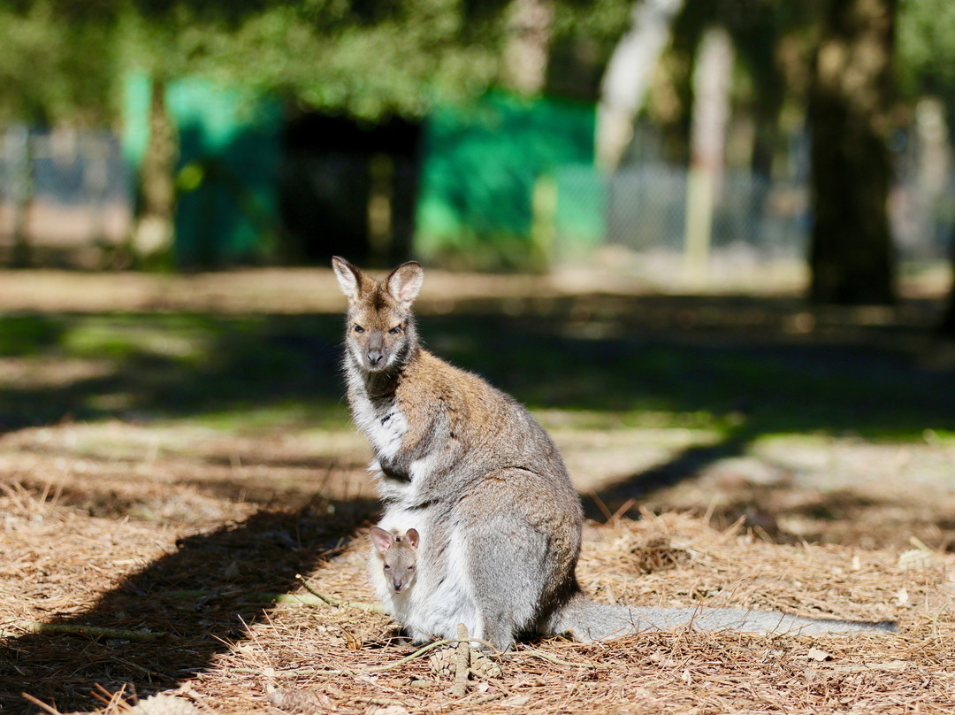 Zoo De Labenne景点图片