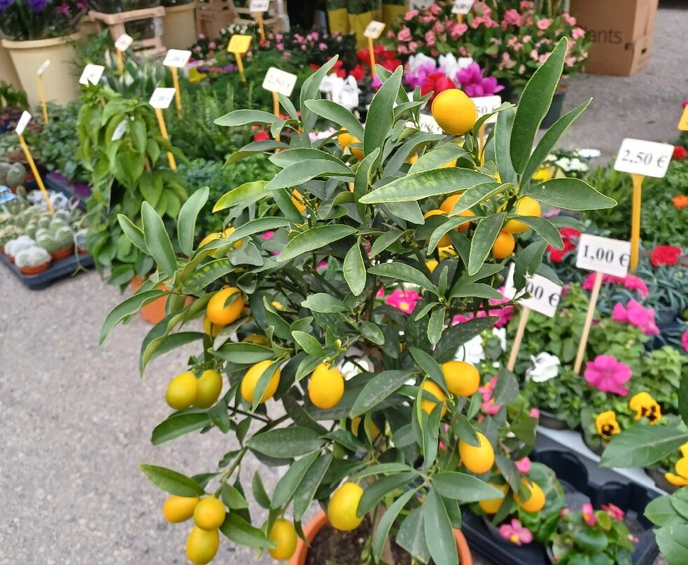 Mercadillo de Marbella-马贝拉必去景点