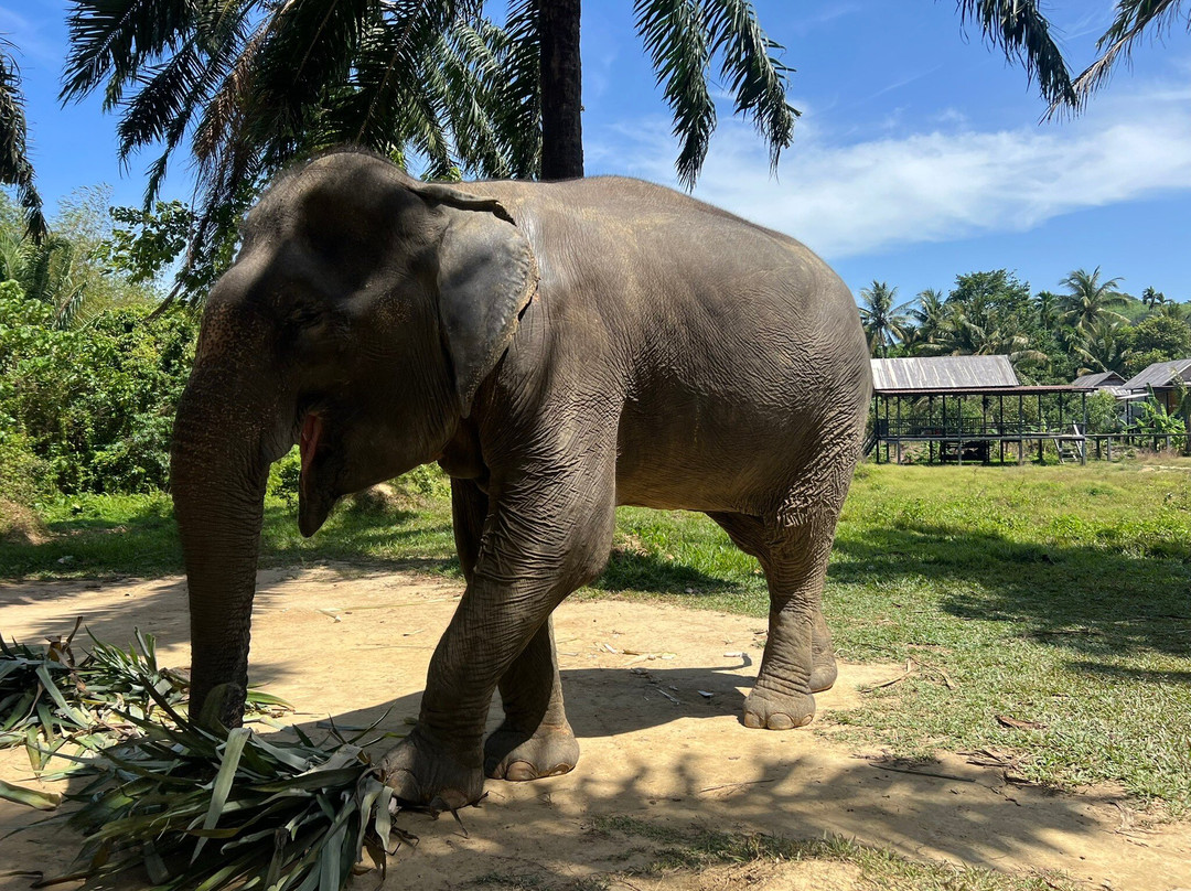 Lanta Elephant Sanctuary-兰塔岛必去景点