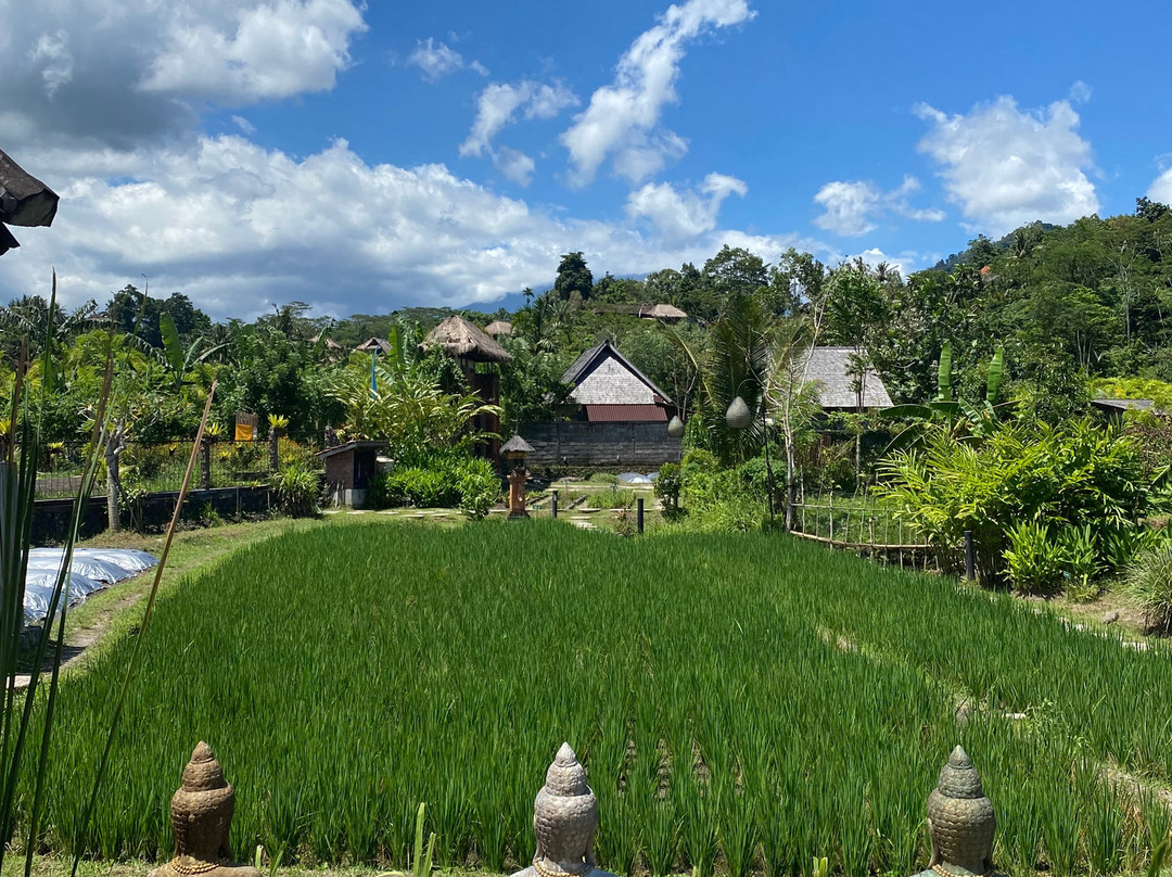 Anandinii Organic Garden & Kitchen景点图片