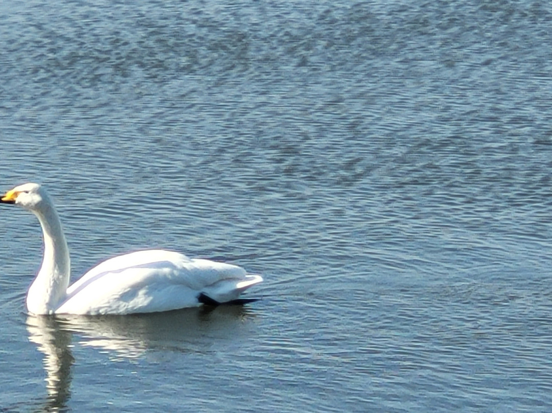 WWT Welney Wetland Centre景点图片