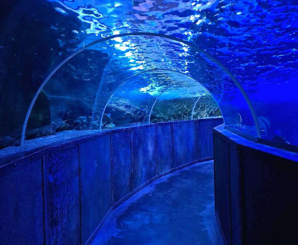 Aquarium De Touraine景点图片