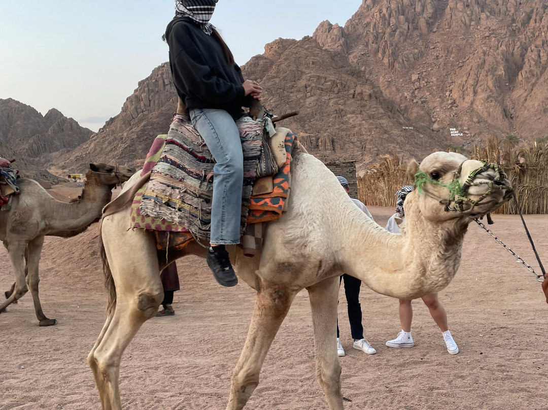 Sharm VIP Tours-沙姆沙伊赫必去景点