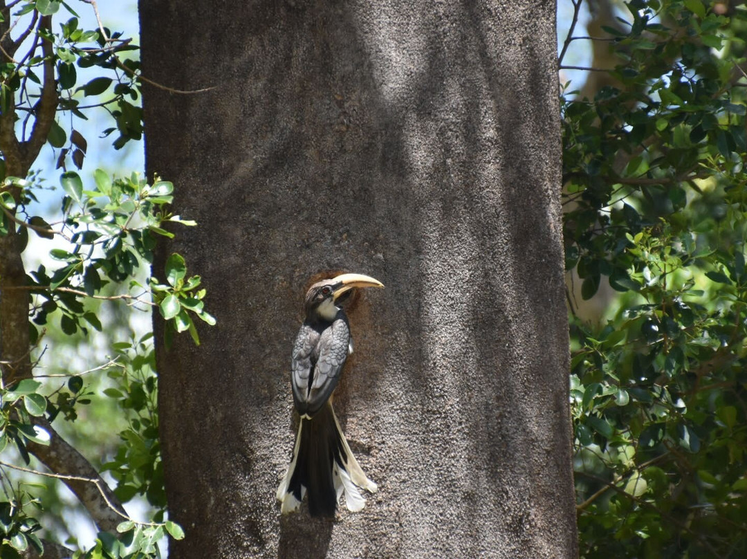 Roshan Safari景点图片