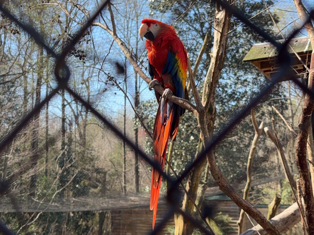 Sylvan Heights Bird Park-Scotland Neck必去景点