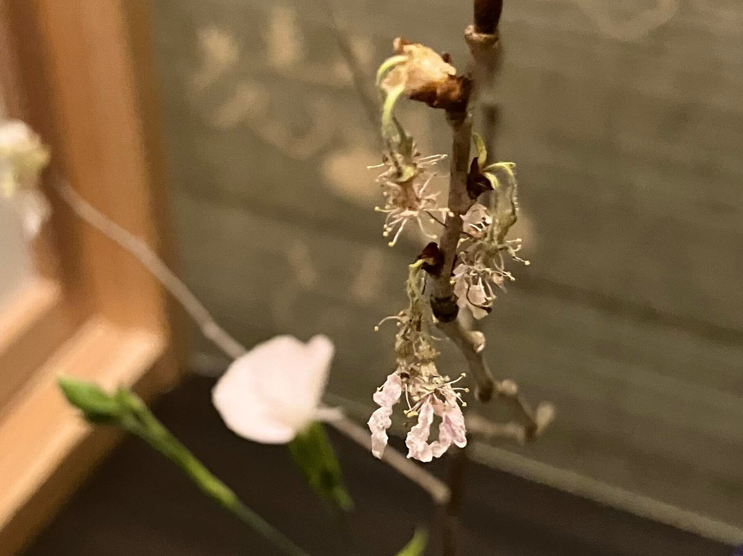 中之坊瑞苑主图