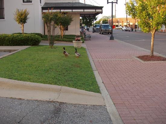 Greenville Inn & Suites主图