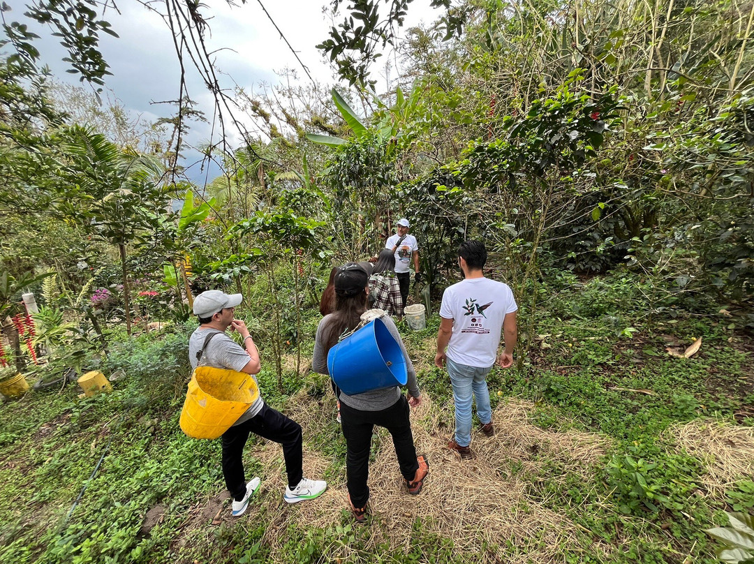 Cazique Guanatá CG Café