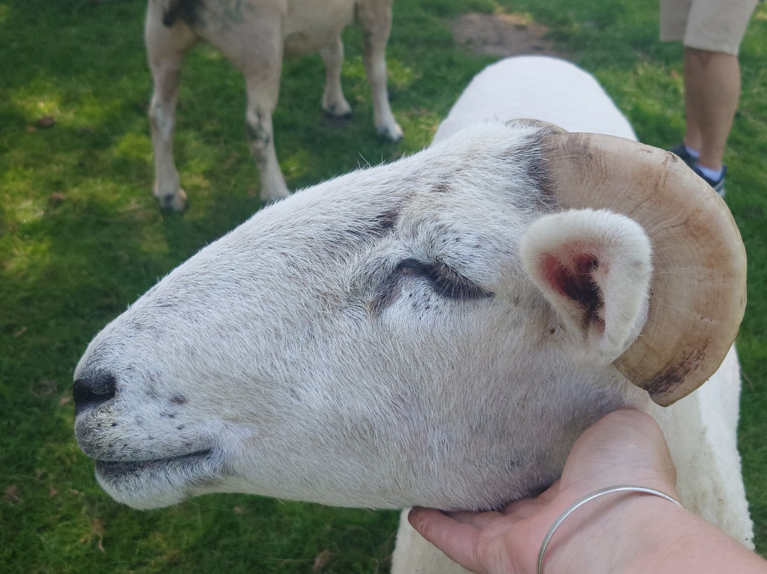 Somerset Sheep Trekking景点图片