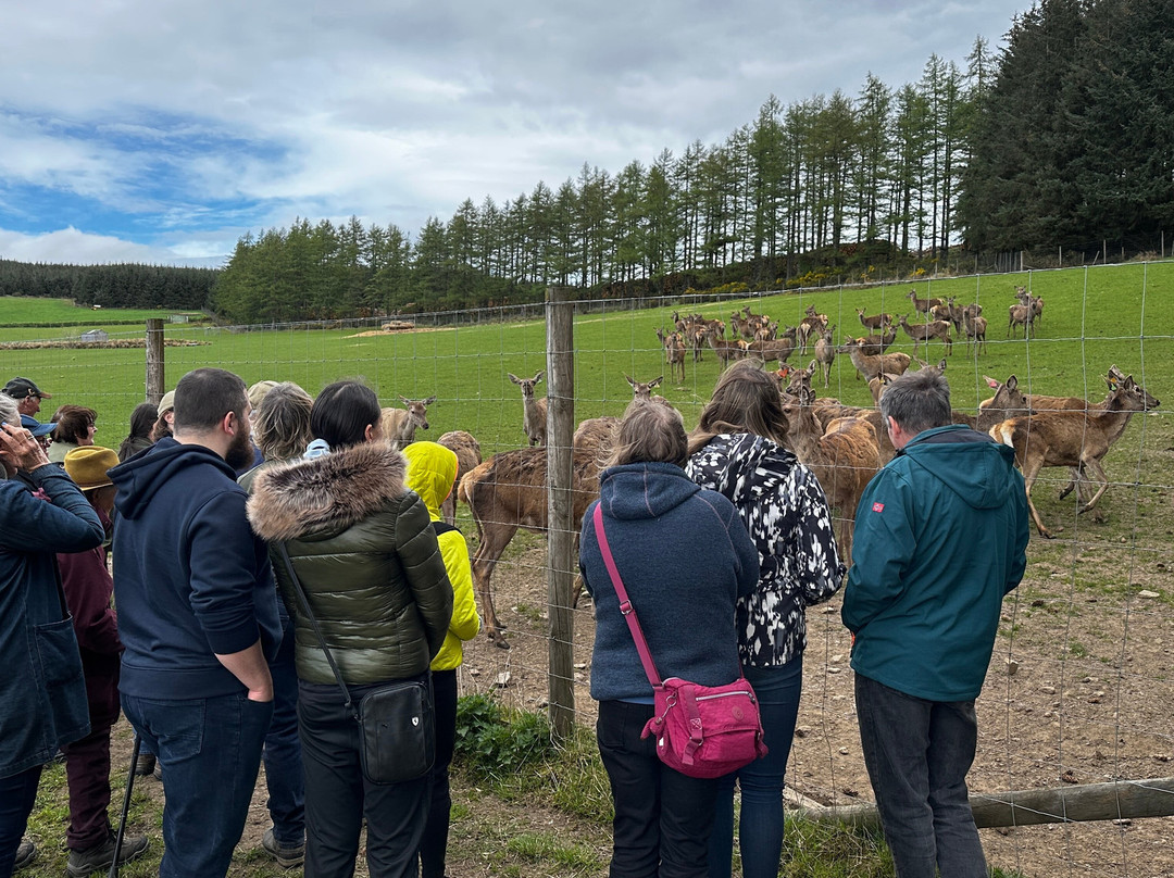 Tullynessle Deer Farm-Alford必去景点