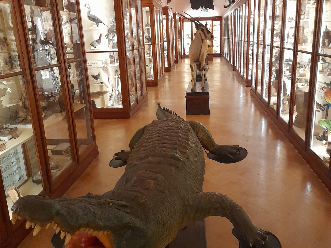 Musei Civici景点图片