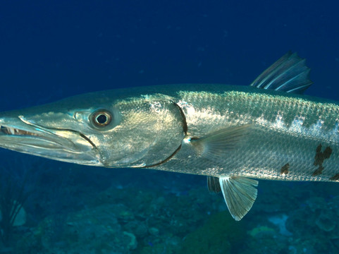 DiveFactory Bonaire-Kralendijk必去景点