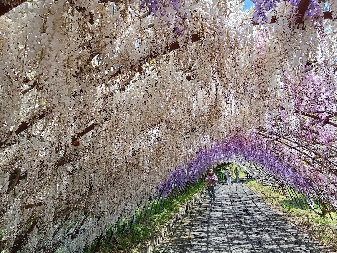 北九州市河内藤园 紫藤赏花景点图片