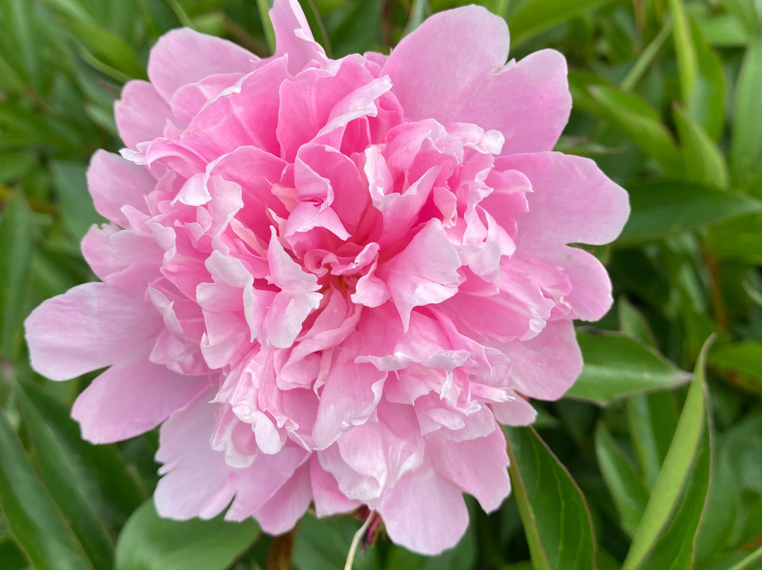 Jardin Botanique Jean-Marie Pelt景点图片