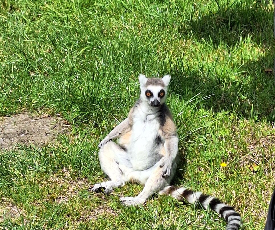 Peak Wildlife Park景点图片