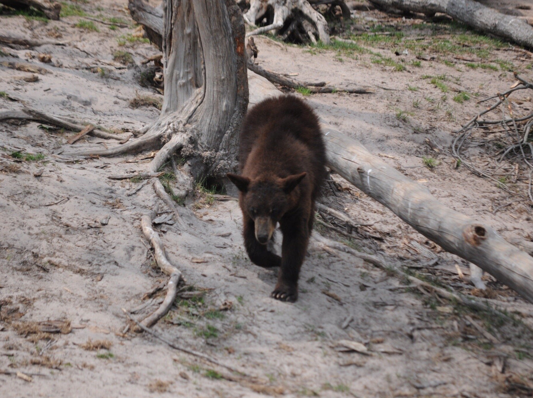 Oswald's Bear Ranch-Newberry必去景点