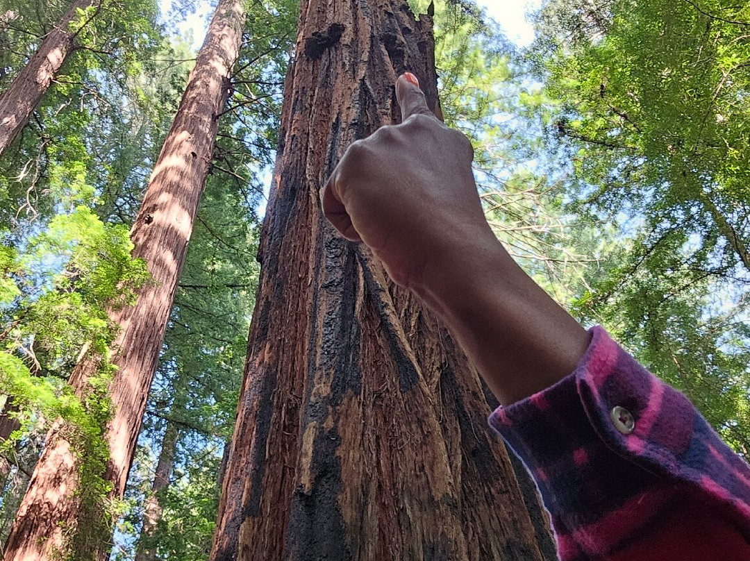 Tall Trees Grove-红木国家公园必去景点