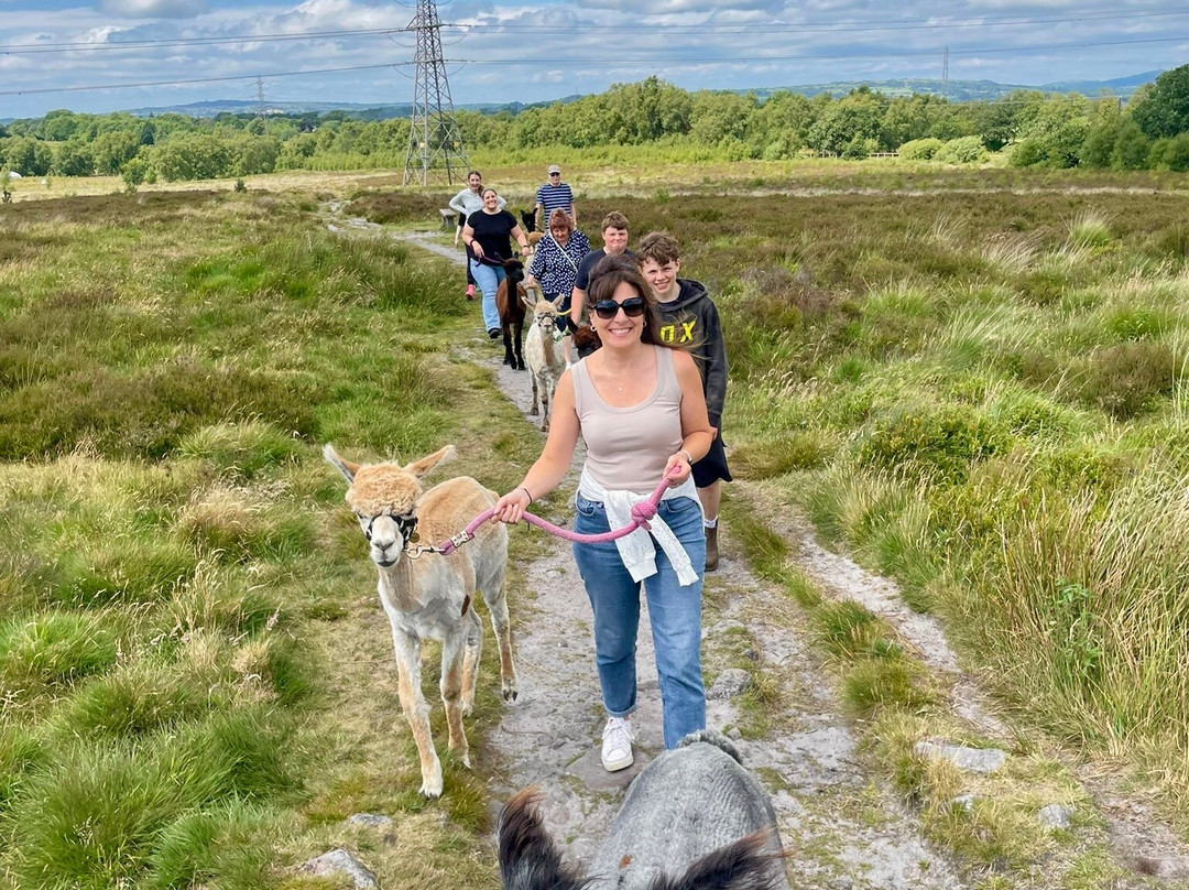 Wetley Moor Alpacas-特伦特河畔斯托克必去景点