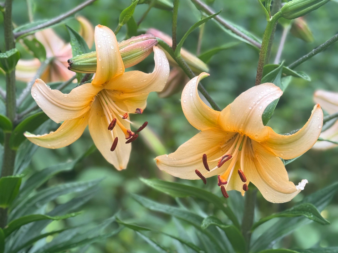 Heritage Museums & Gardens-桑威奇必去景点