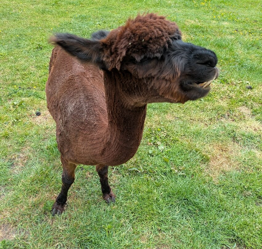 Naze View Farm Alpaca Experience-Whaley Bridge必去景点