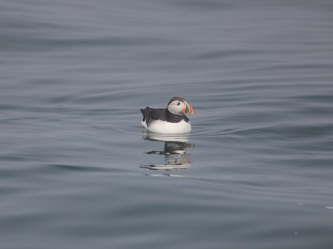 Acadia Puffin Cruise-Steuben必去景点