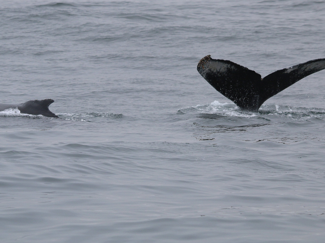 蒙特雷湾观鲸之旅-蒙特雷必去景点